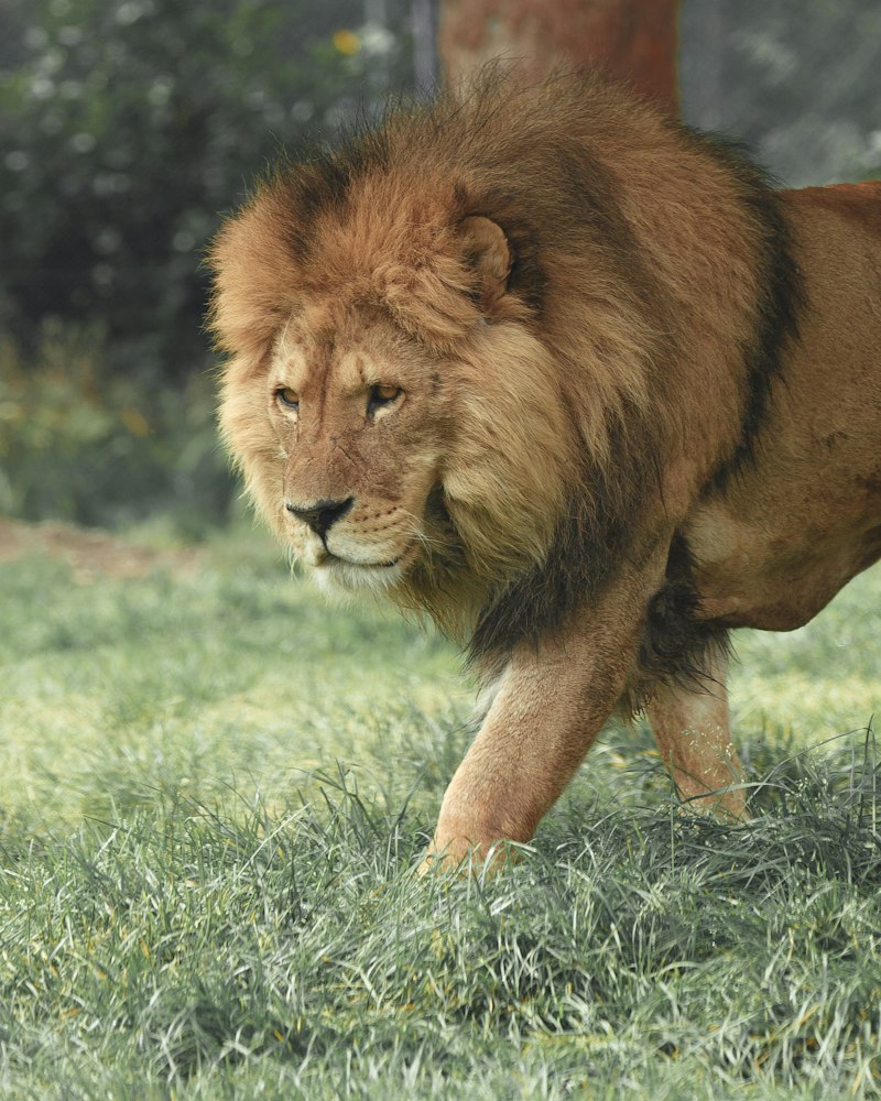 A lion walking through grass