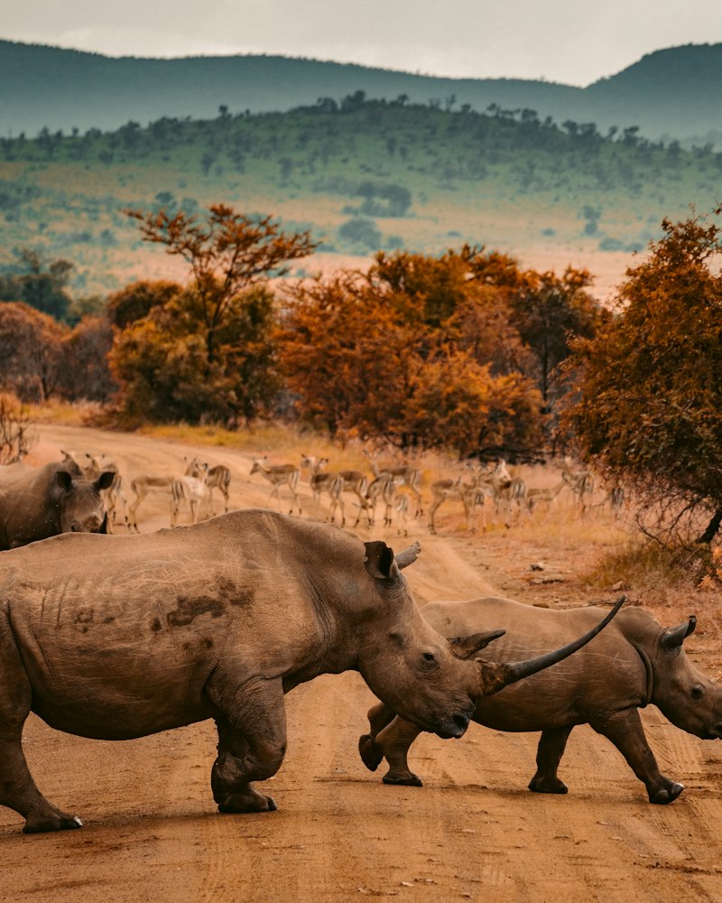 Rhino and calf on a dirt road