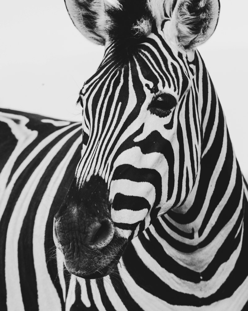 A zebra on the plains